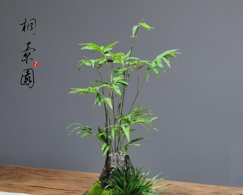 紫砂盆栽盆景的养护技巧是什么？