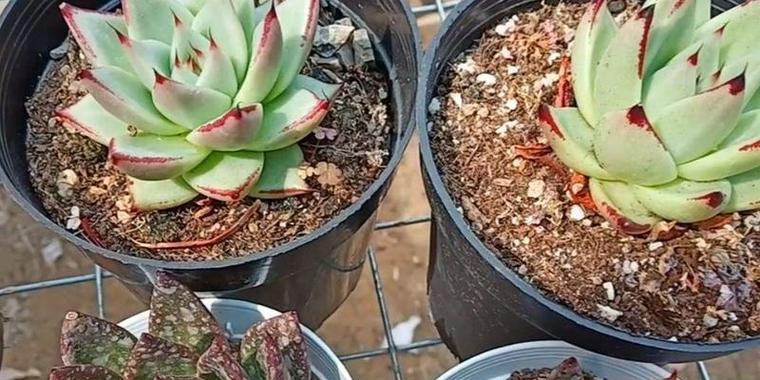 原生植物与普通植物的区别是什么？