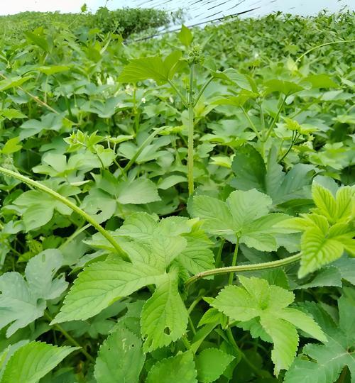 原生植物与普通植物的区别是什么？