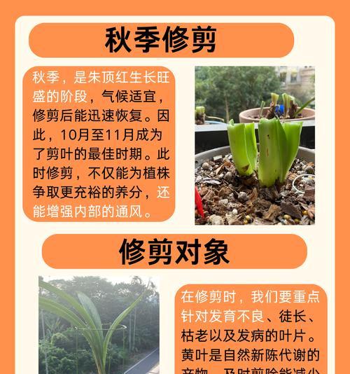 朱顶红适合什么时候倒盆？倒盆的正确时机和方法是什么？