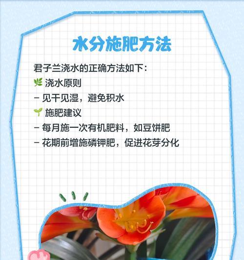 君子兰一万一盆的养护方法是什么？