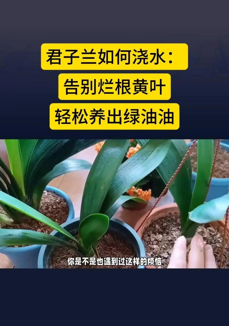 君子兰一万一盆的养护方法是什么？