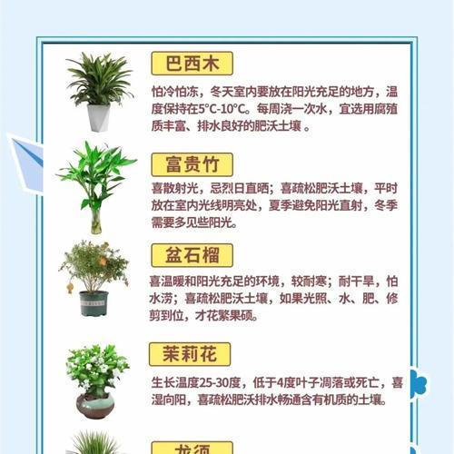 君子兰一万一盆的养护方法是什么？