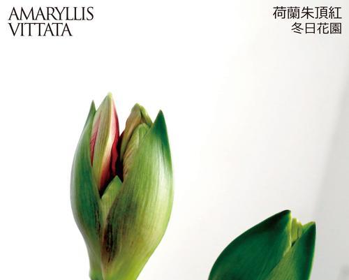 组培朱顶红的果实形态是怎样的？