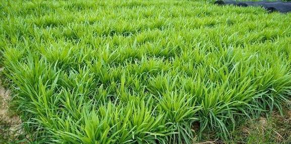 韭菜叶子干枯发黄怎么办？有哪些有效的补救措施？
