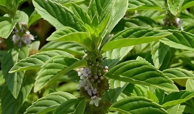 哪些香草类植物适合品尝？