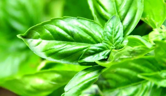 哪些香草类植物适合品尝？