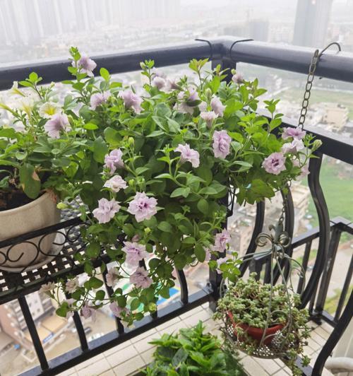 新装修阳台适合种植哪些花卉？