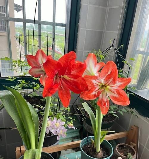 新装修阳台适合种植哪些花卉？