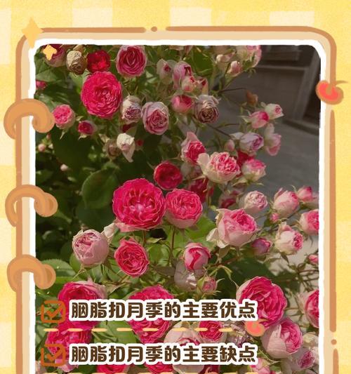 月季的正确种植方法是什么？