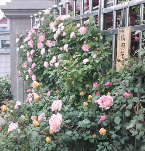 月季的正确种植方法是什么？