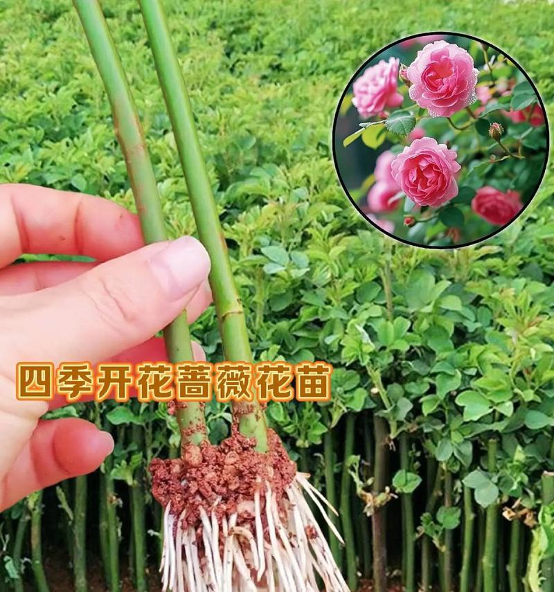 月季的正确种植方法是什么？