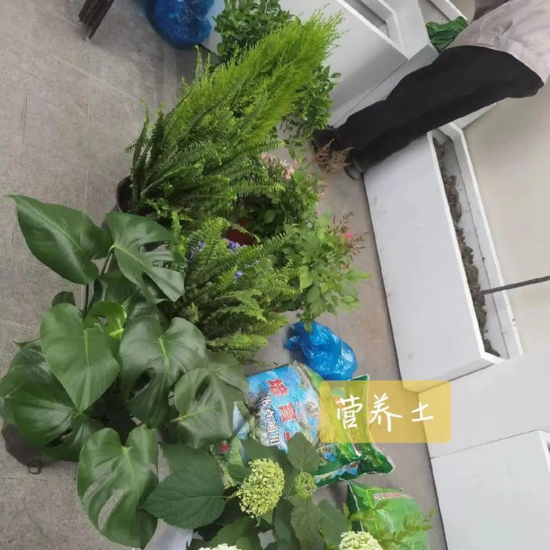 阳台花箱适合种植哪些植物？怎样选择美观的花卉？
