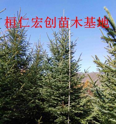 云杉树叶子发黄枯萎的原因是什么？如何处理？