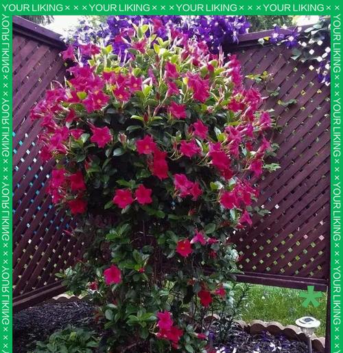 阳台室外种植哪种花卉最旺盛？如何选择合适的花卉？