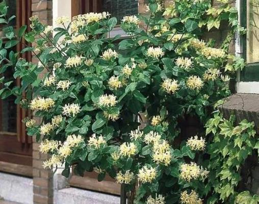 阳台室外种植哪种花卉最旺盛？如何选择合适的花卉？