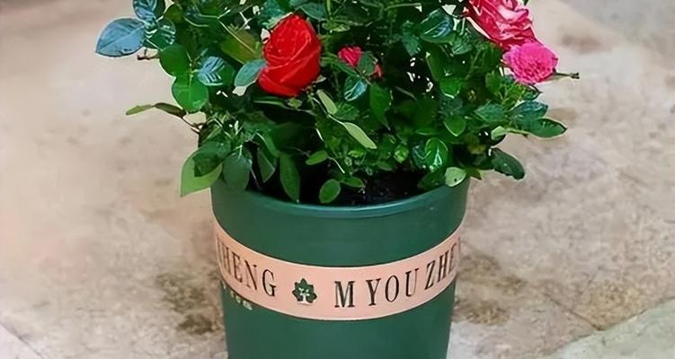 阳台室外种植哪种花卉最旺盛？如何选择合适的花卉？