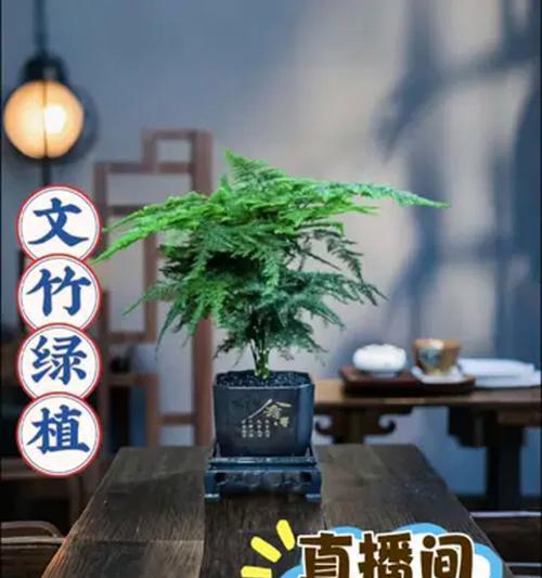 文珠养花小技巧有哪些内容？如何让植物更健康？