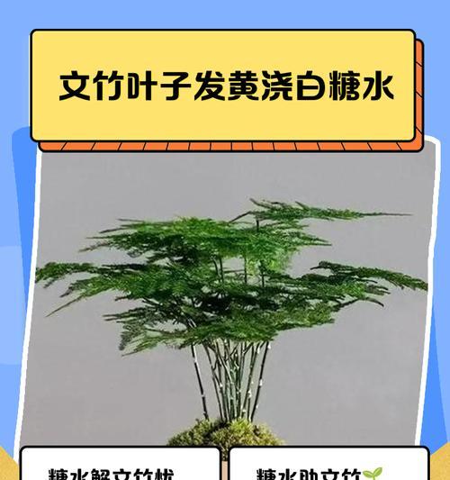 文珠养花小技巧有哪些内容？如何让植物更健康？