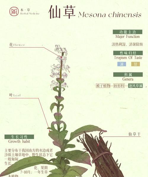 仙草新叶发黄的解决方法是什么？