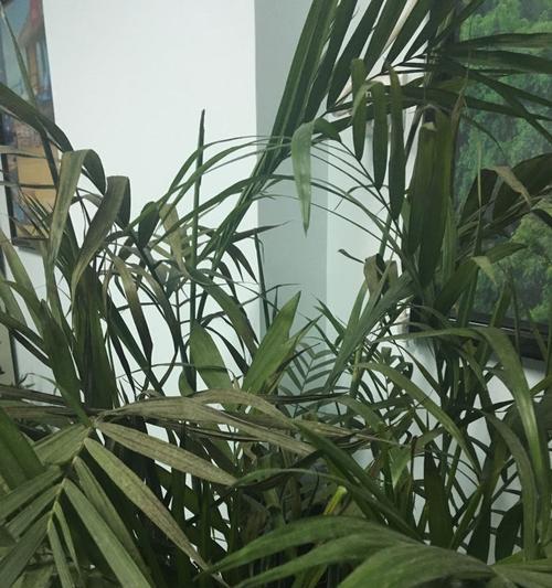 春季金豆叶子发黄的解决方法是什么？