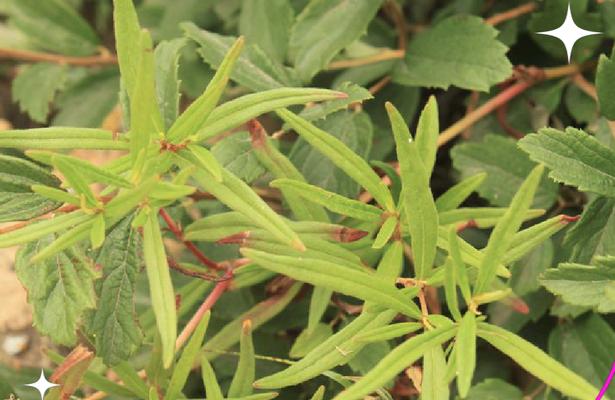 哪种草本植物通过叉状结构传播种子？