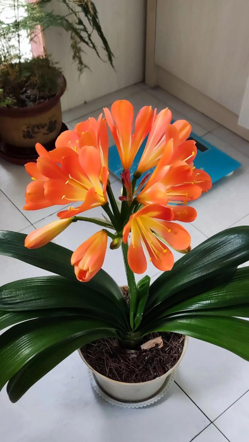 立板君子兰通常开什么颜色的花？