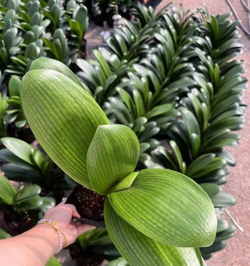立板君子兰通常开什么颜色的花？