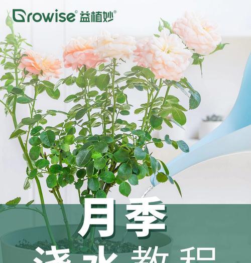月季浇水的正确方法是什么？