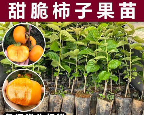 脆柿树叶子发黄的解决方法是什么？