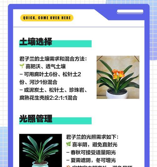 君子兰绿萝花怎么养？有哪些注意事项？