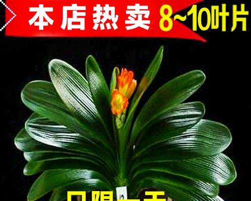 君子兰绿萝花怎么养？有哪些注意事项？