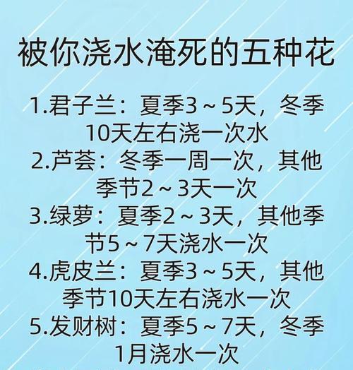 君子兰绿萝花怎么养？有哪些注意事项？
