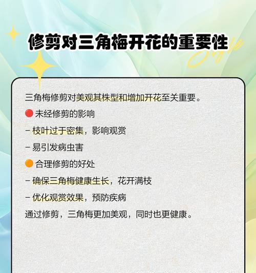 三角梅修剪技巧有哪些？高度达到3米时如何处理？