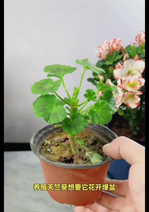大叶开大花球的天竺葵怎么养？养护要点是什么？