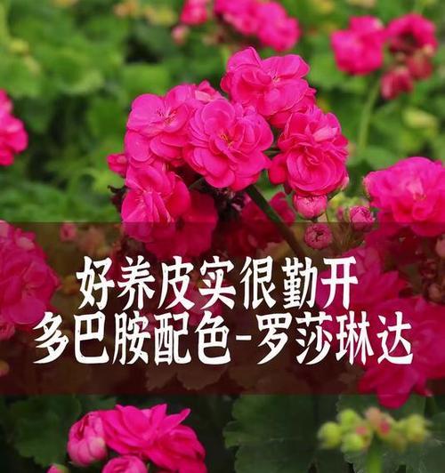大叶开大花球的天竺葵怎么养？养护要点是什么？
