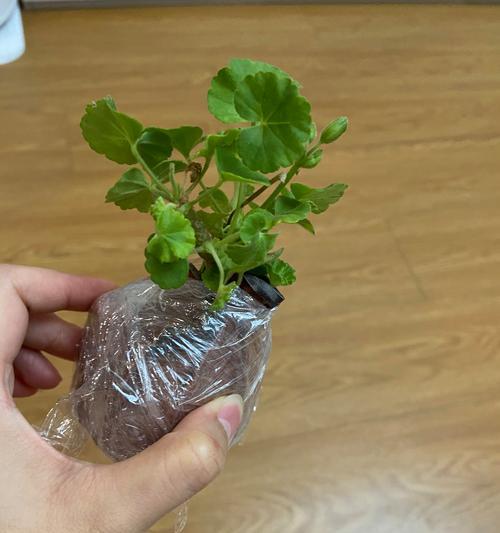 大叶开大花球的天竺葵怎么养？养护要点是什么？
