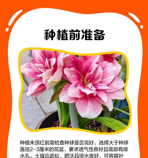 朱顶红剪叶子的最佳时间是什么时候？