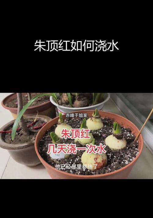 朱顶红剪叶子的最佳时间是什么时候？
