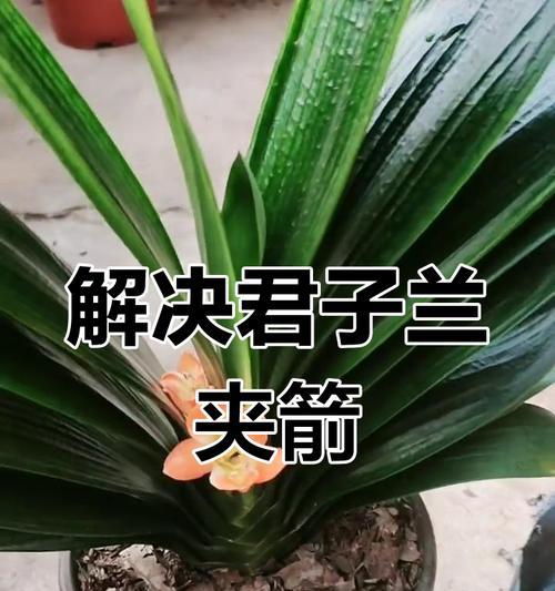 君子兰抹头后应放置何处？怎样确保其恢复生长？