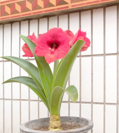 君子兰抹头后应放置何处？怎样确保其恢复生长？