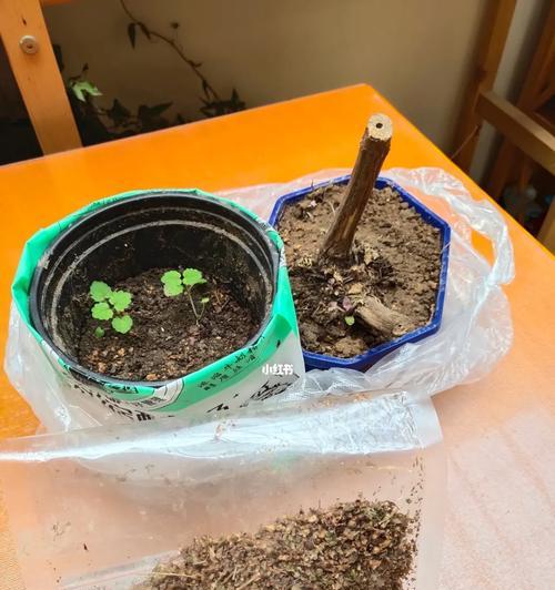 如何快速种植天竺葵种子？