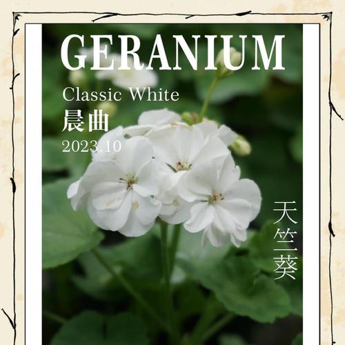 如何快速种植天竺葵种子？