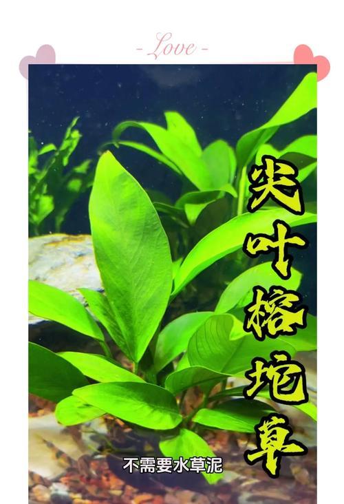 水草叶子尖发黄的原因是什么？如何解决？