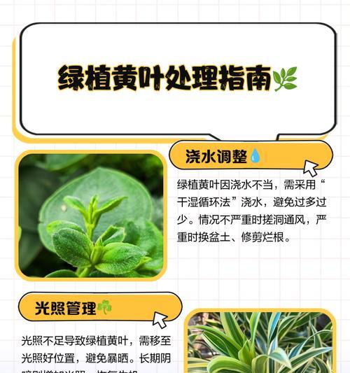 水草叶子尖发黄的原因是什么？如何解决？