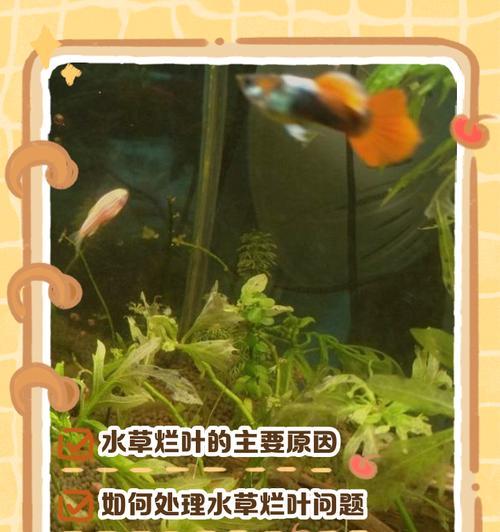 水草叶子尖发黄的原因是什么？如何解决？