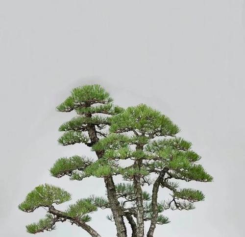 在家怎么养球松树盆景呢？球松树盆景养护技巧有哪些？