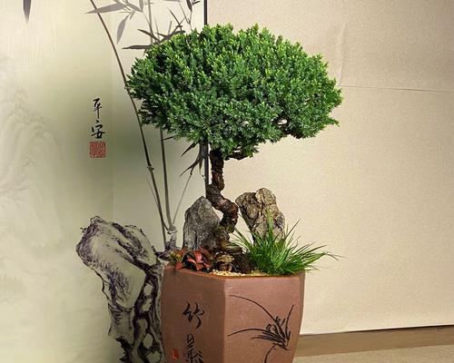 在家怎么养球松树盆景呢？球松树盆景养护技巧有哪些？