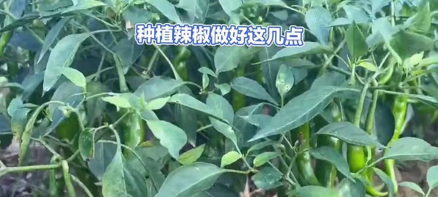 安徽辣椒苗播种的最佳时间是什么时候？