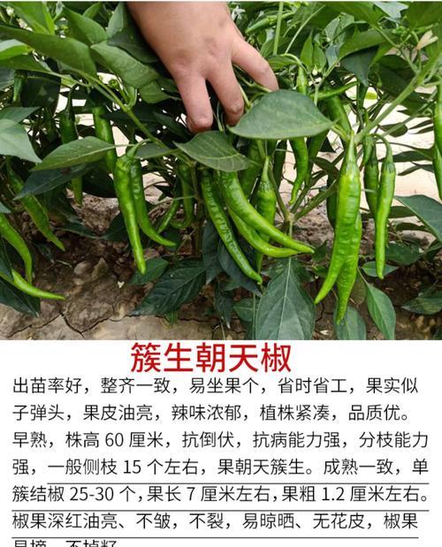 安徽辣椒苗播种的最佳时间是什么时候？